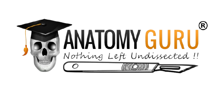 sglioqqk_wamidHBgMOTE5OTU4Mzk5MDEwFQIAEhgWM0VCMEVBOEY1RTlFQjdBMjJDQkMyNwA-removebg-preview